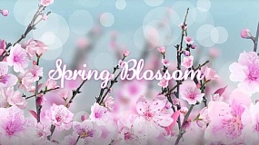 AE模板-Spring Blossom 浪漫光斑花卉背景电子相册图文展示开场白