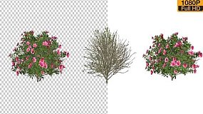 AE模板-Flower Growing Animation 带通道的树杜鹃花与风的生长动画