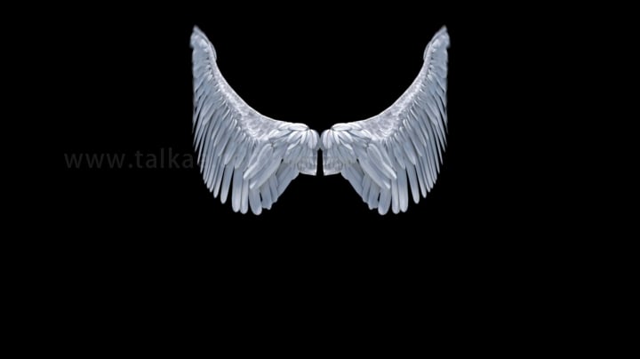 天使翅膀循环拍打_1