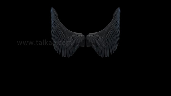 黑暗翅膀循环拍打_1