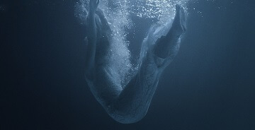 电影音效库-大气开场背景音效开篇音效Archetype SFX大师级音效素材包